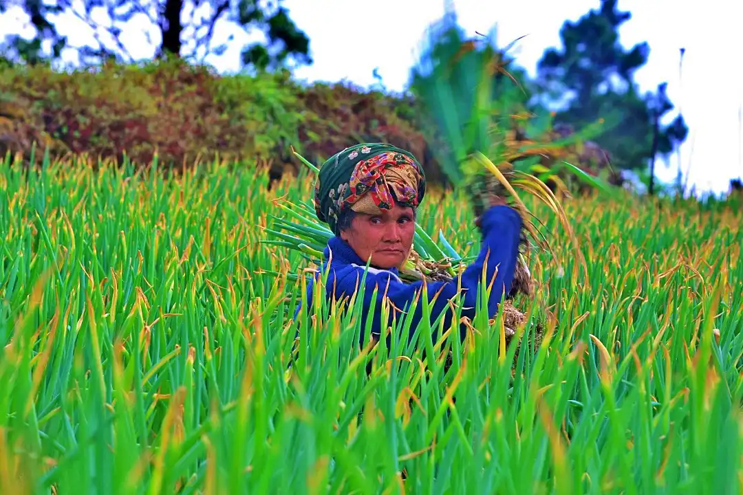 Seorang petani tengah menggarap perkebunan. (Foto: KabarBursa/Abbas Sandji)