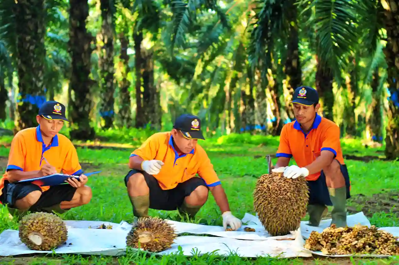 PT Sampoerna Agro Tbk (SGRO) mengumumkan rencana untuk melepaskan seluruh kepemilikan saham pada PT National Sago Prima (NSP). (Foto: Dok. Sampoerna Agro)