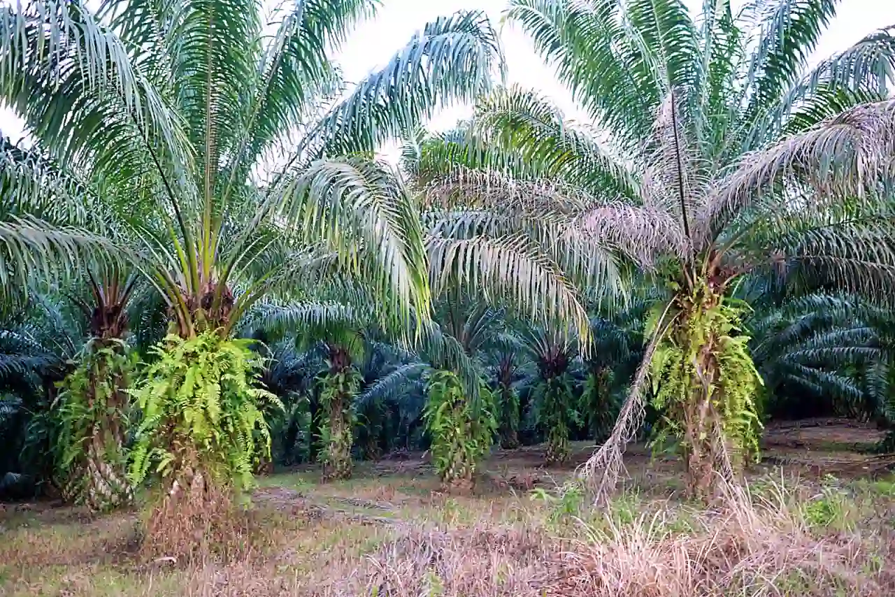 PT Nusantara Sawit Sejahtera Tbk (NSSS) mengakui kepada Bursa Efek Indonesia (BEI) bahwa sebagian lahan sawit yang mereka kelola berada di kawasan hutan tanpa izin. (Foto: Dok. KabarBursa)