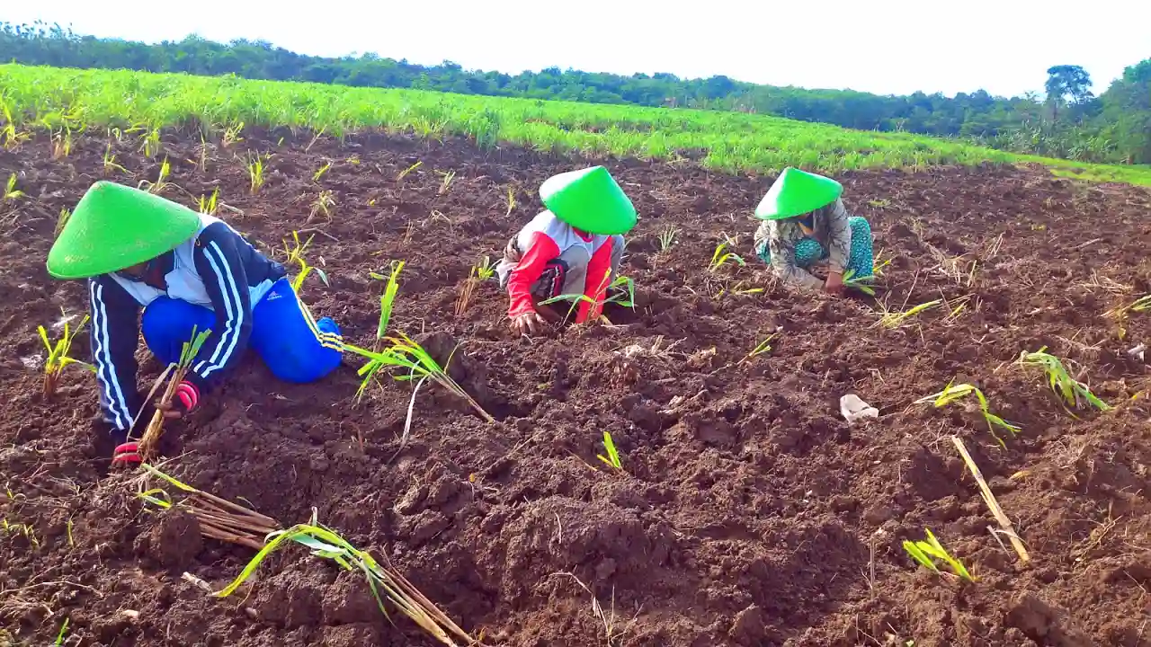 Ilustrasi petani (Foto: Dok. Pertamina)