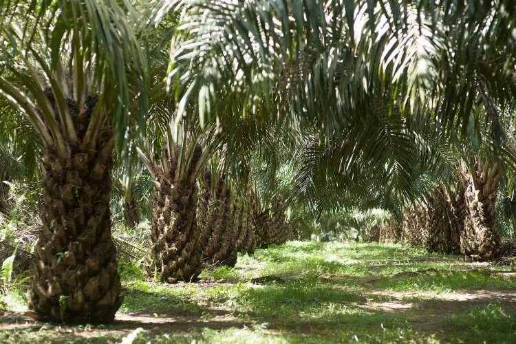 ilustrasi kebun kelapa sawit (foto: PT Dharma Satya Nusantara Tbk)