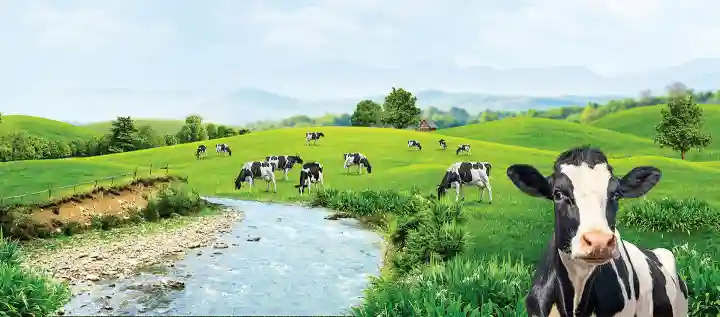 Ilustrasi PT Cisarua Mountain Dairy Tbk. Foto: Dok CMRY.
