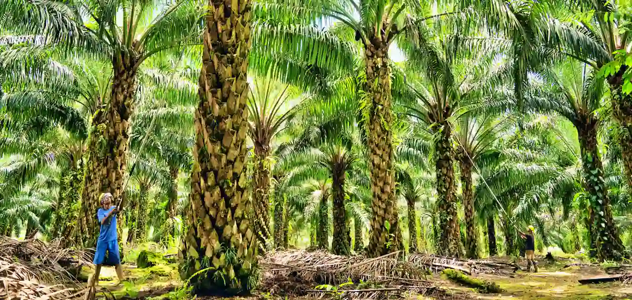 PT Austindo Nusantara Jaya Tbk (ANJT) menghentikan kegiatan operasional sejumlah entitas anak efektif per 31 Desember 2025. (Foto: Dok. Austindo Nusantara Jaya)
