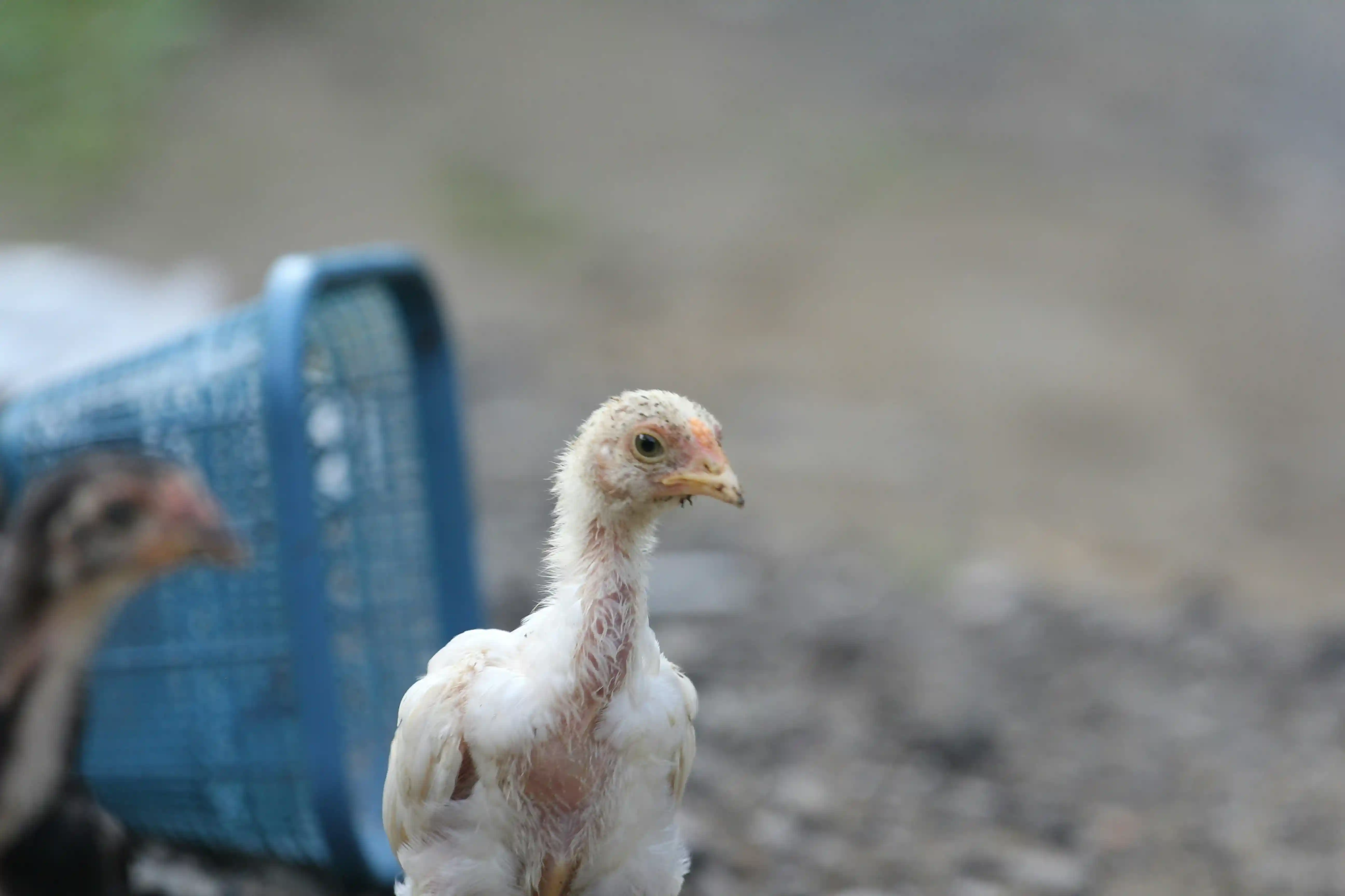Salah satu emiten poultry di Bursa Efek Indonesia (BEI), PT Janu Putra Sejahter Tbk (AYAM), bersiap untuk mengambil peluang dari program Makan Bergizi Gratis (MBG). (Foto: Unsplash/Mahmur Marganti)
