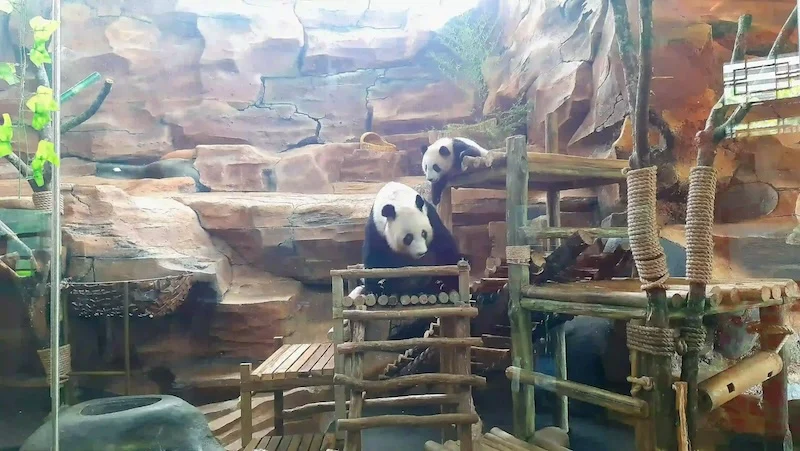 Bayi panda raksasa bernama Satrio Wiratama (Rio) yang ada di Taman Safari Bogor. Foto: Harun Rasyid/KabarBursa.com