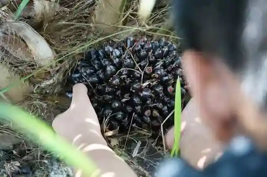 Sawit Watch mengungkapkan, meski porsi bauran minyak kelapa sawit mentah (CPO) melonjak hingga 50 persen, posisi petani lokal tetap terpinggirkan. (Foto: KabarBursa)