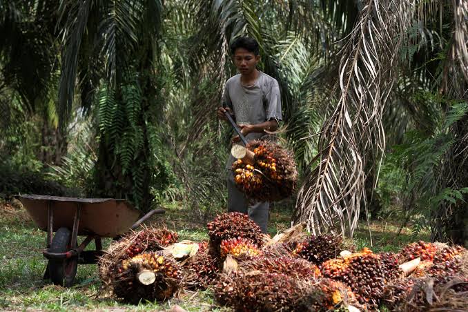 Tren Bearish LSIP di Tengah Laba Bersih yang Meroket