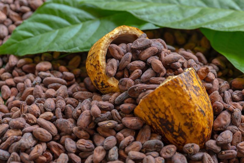 Kakao Terdampak Iklim, Saatnya Emiten Cokelat Diversifikasi