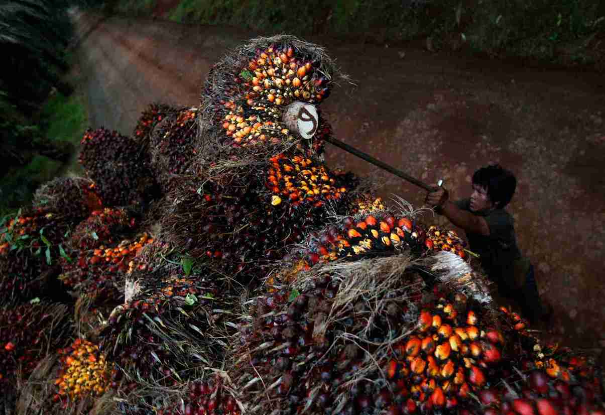 Bukan Industri, CPO tak Bisa Menopang Ekonomi Indonesia