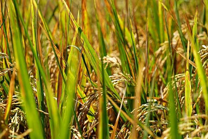 Kebijakan Harga Gabah Rugikan Petani, BULOG Hadapi Dilema