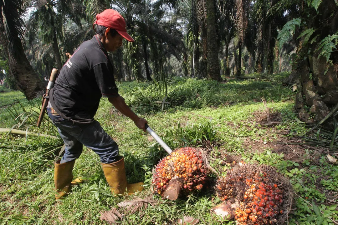 Industri Kelapa Sawit Cerah, CSRA Siapkan Langkah Ini 
