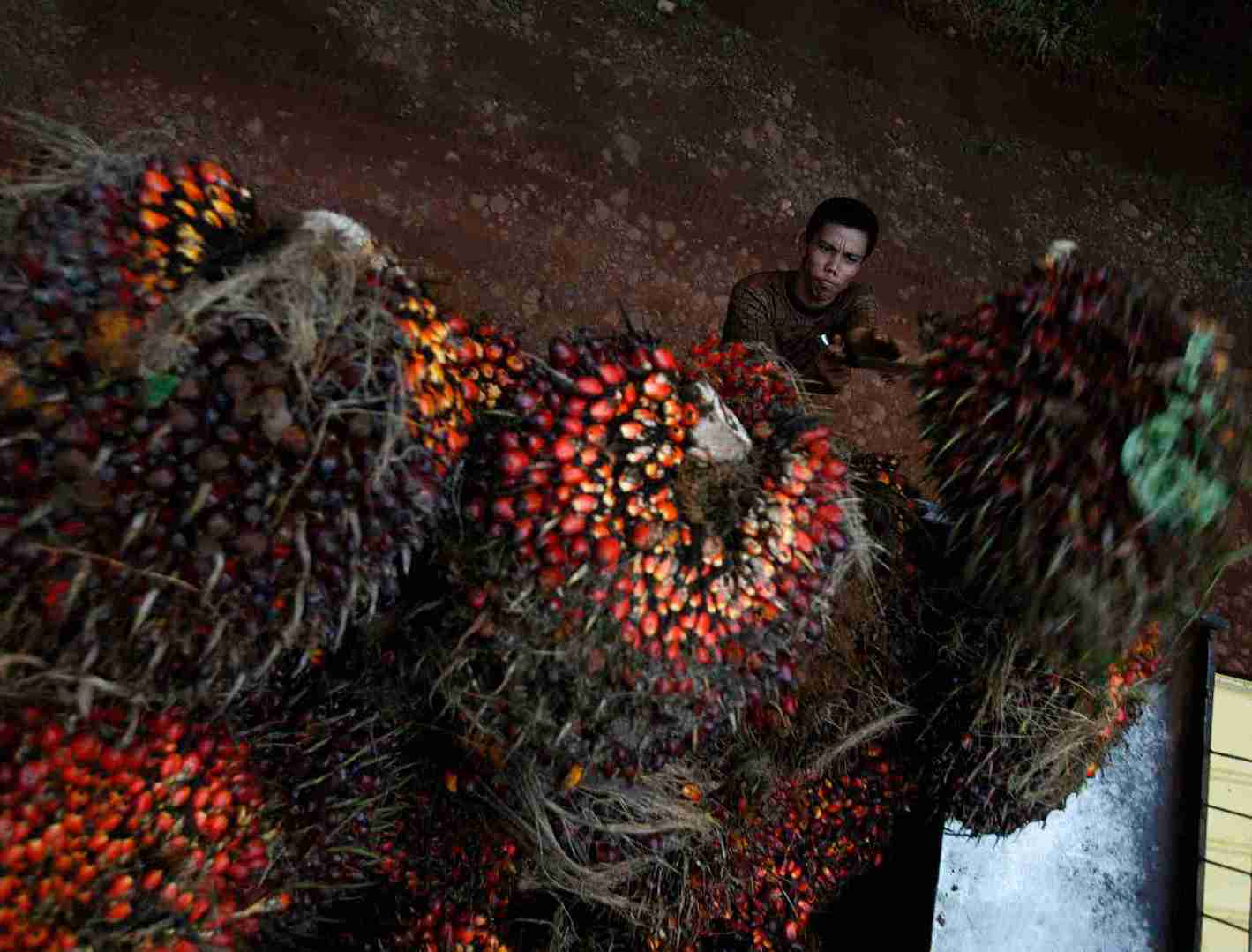 Potensi Cuan 2025: Proyeksi Kinerja Emiten Kelapa Sawit 