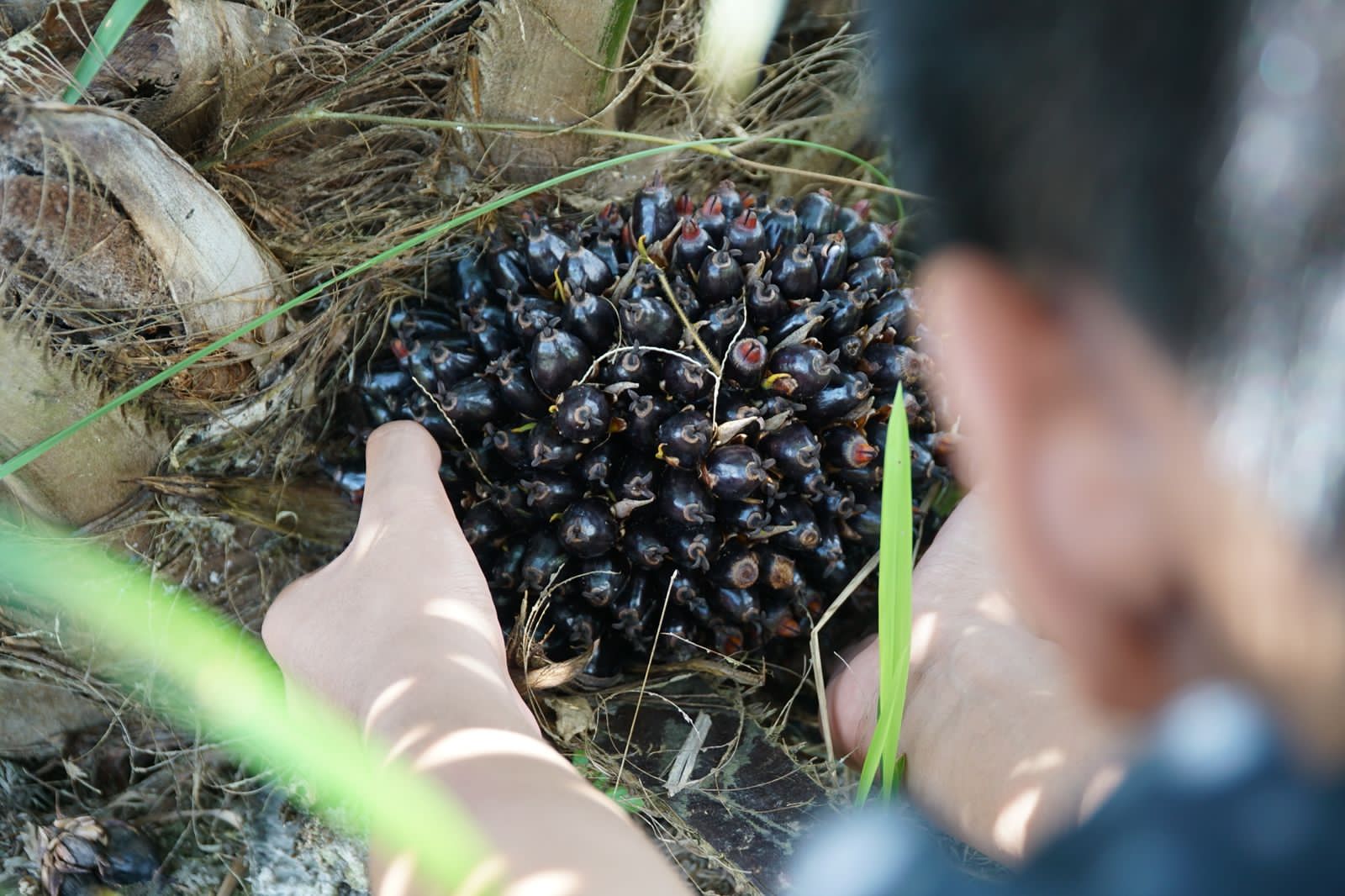 Negara Panen Cuan dari CPO, Dua Emiten Besar Menghijau