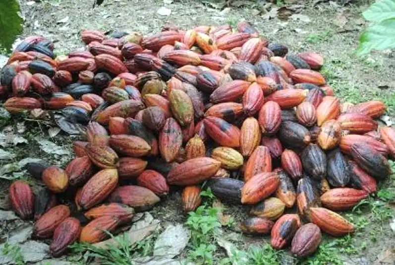 Menambang Potensi Kakao Kaltim di Tengah Hegemoni Batu Bara
