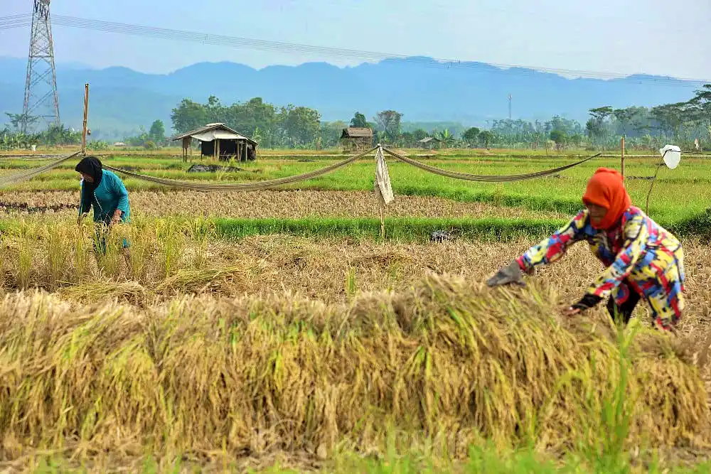 Stok Tergerus, Laba HOKI Anjlok 38 Persen di Semester I 2025