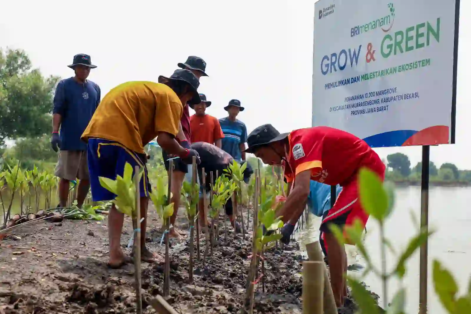 Hari Mangrove Sedunia, BRI Pertegas Komitmen Selamatkan Lingkungan 