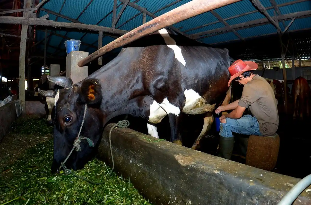 Kisah Pengusaha Pakan Ternak Ponorogo Sukses Berkat KUR BRI 