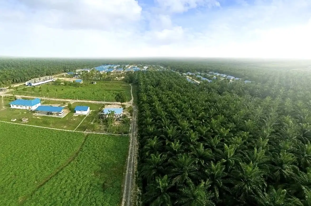 Catatkan Kinerja Kuat di Paruh Pertama 2025, BUY untuk DSNG?