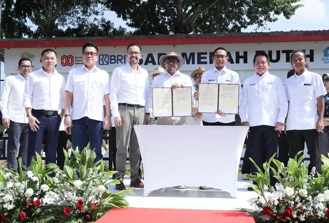BRI Dukung Program Sapi Merah Putih, Dorong Swasembada Pangan Nasional