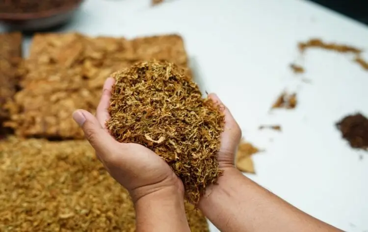 Titah Menkeu purbaya Sikat Rokok Ilegal: Emiten GGRM, HMSP, ITIC, WIIM Menggeliat, Ada Potensi?