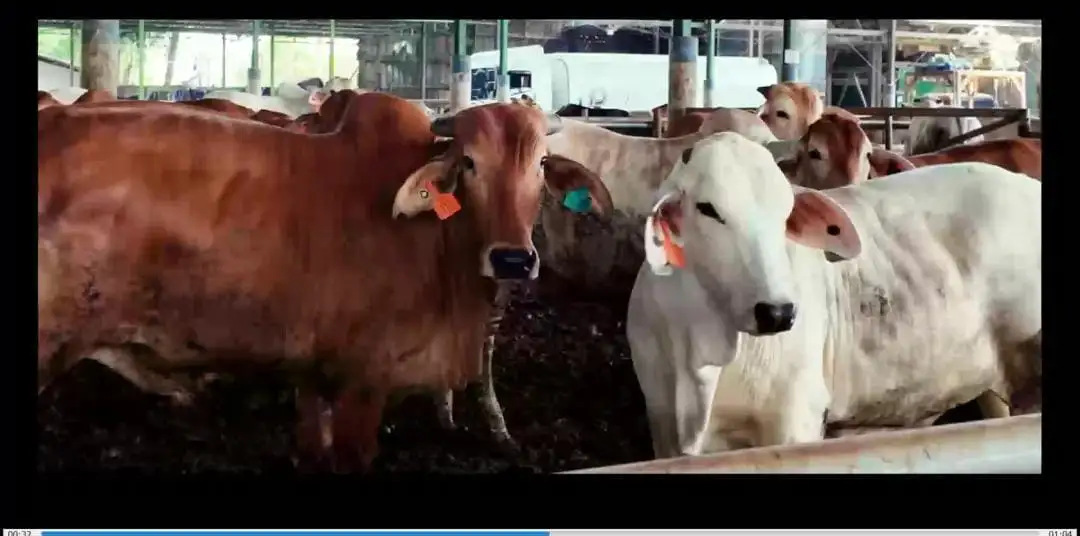 BEEF Akui Program MBG Belum Berdampak: tapi bikin Pede Penjualan