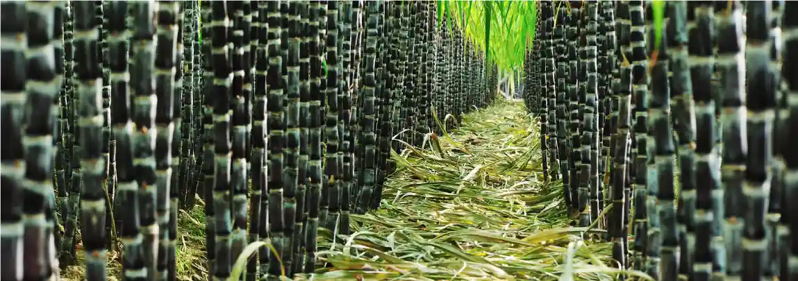 TBLA Lagi Loyo, tapi Bid/Offer Tunjukkan Sinyal ini