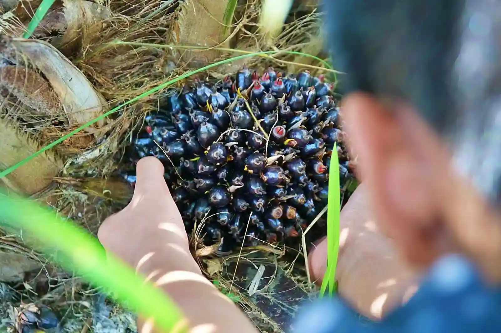 GZCO Masuk Radar Bandar, Volume Meledak di Awal Sesi