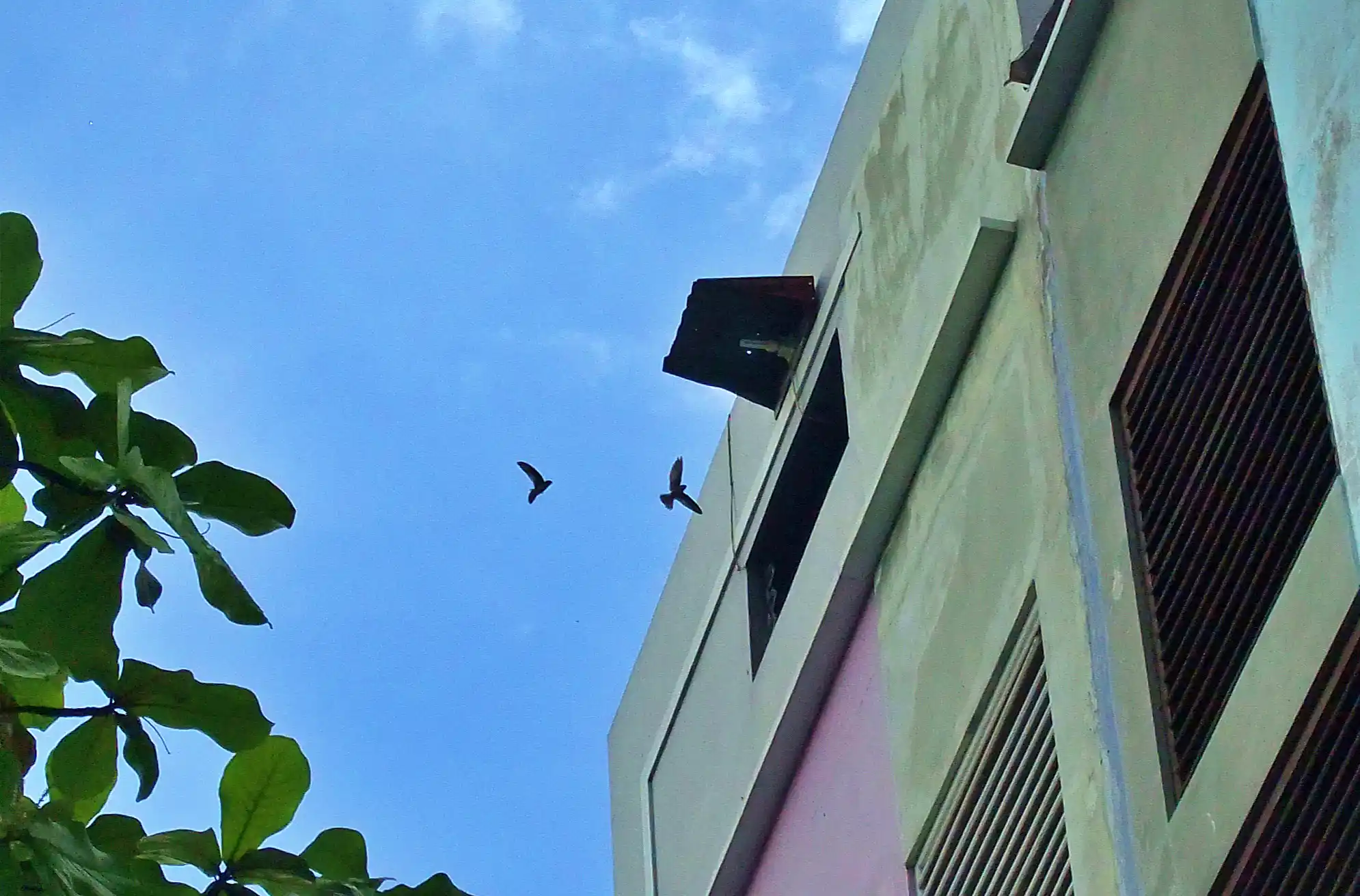 Dua Emiten Sarang Burung Walet di BEI, Mana Menarik?