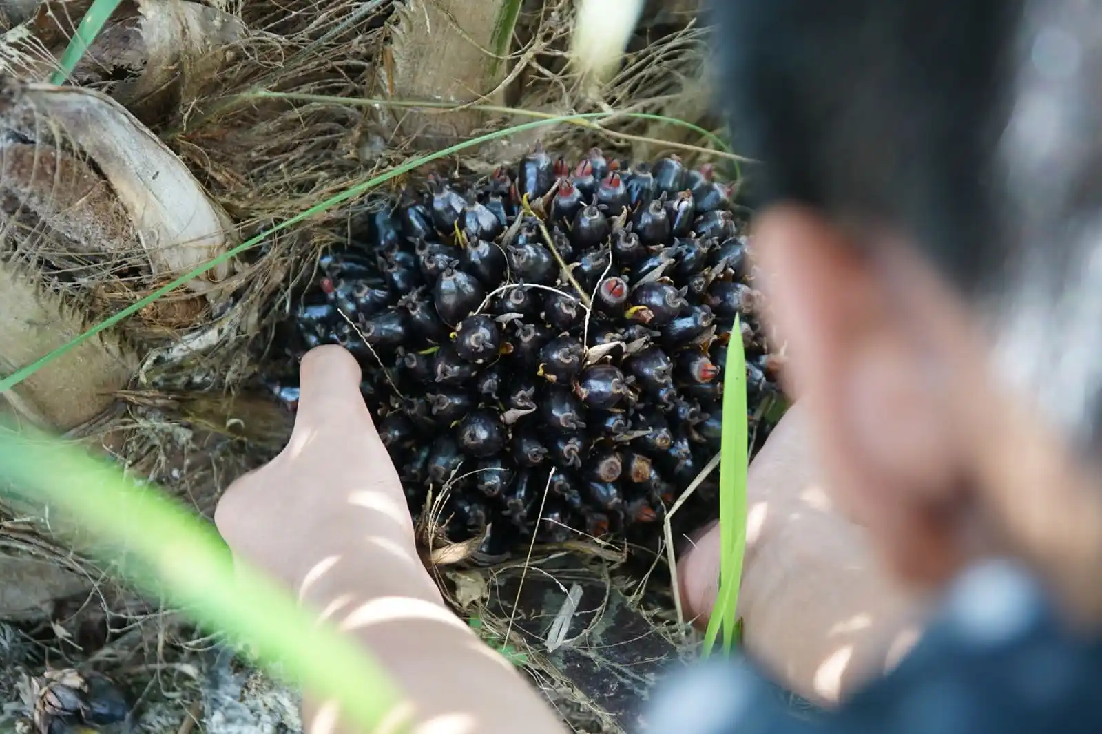 CPO Melemah di Tengah Koreksi Minyak Nabati dan Pasar Energi