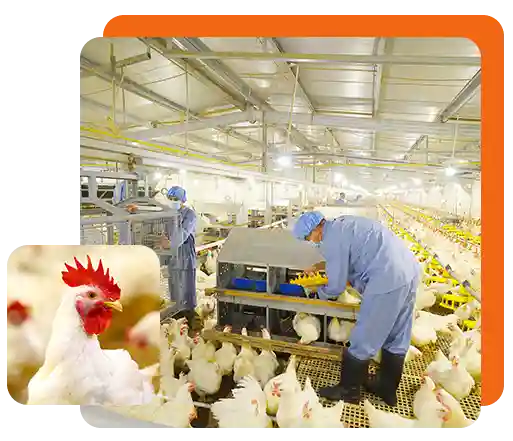 Impor Ayam Dibatasi, Target Harga JPFA Dinaikkan