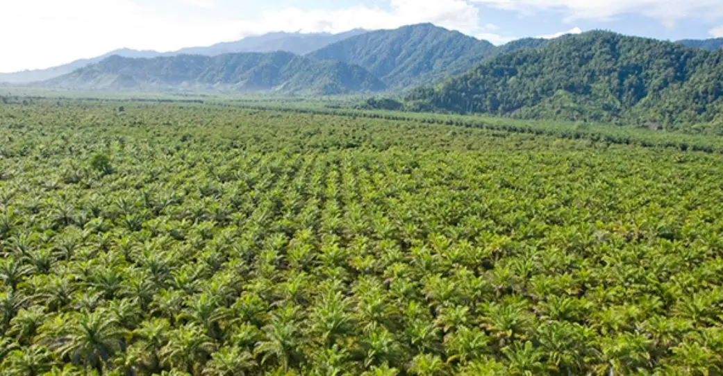 Ambisi Energi Prabowo di Papua: Peluang atau Bencana Lingkungan Tersembunyi?