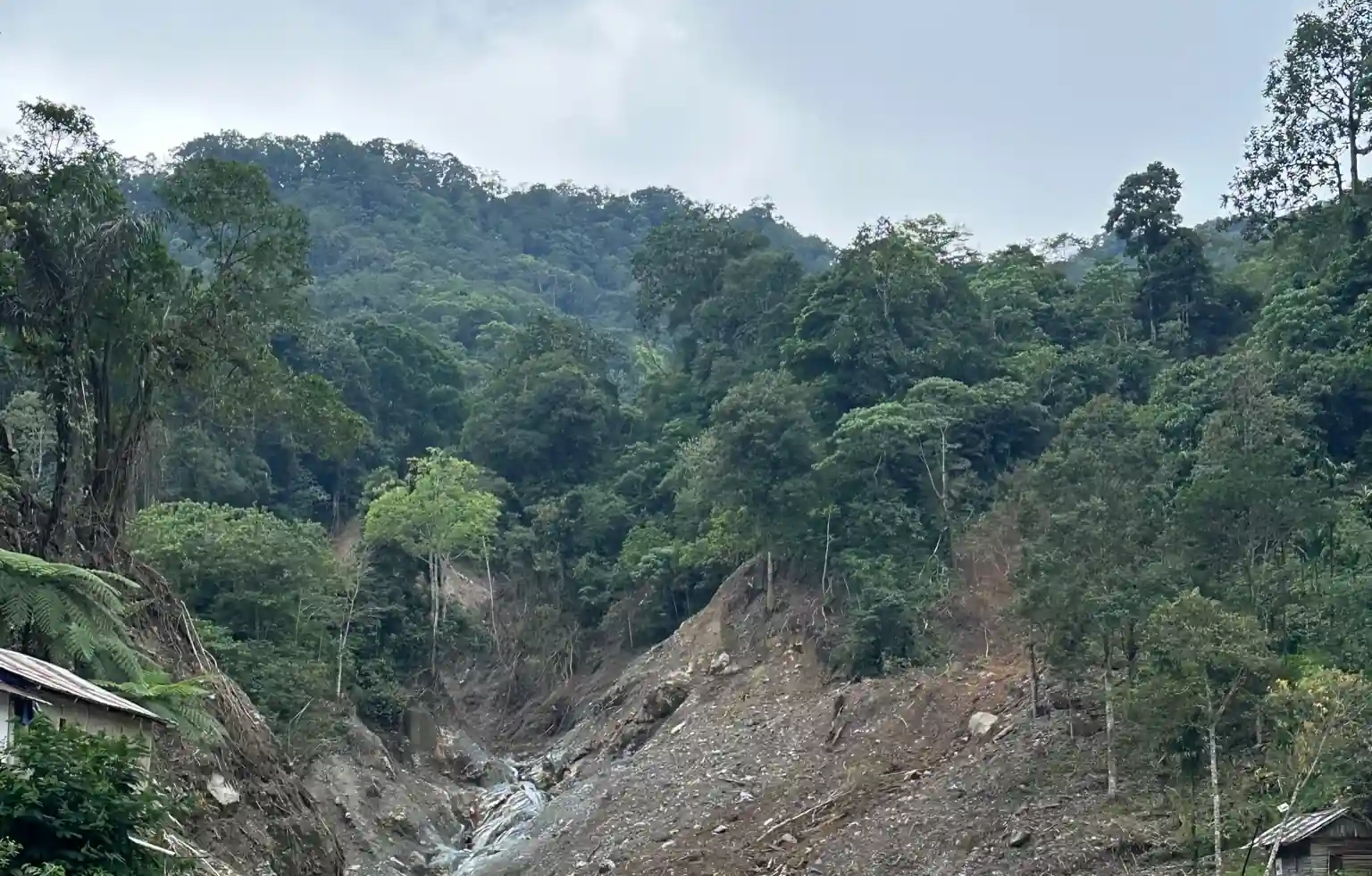 Ketika Hutan Dimasukkan ke Skema Ekonomi Karbon
