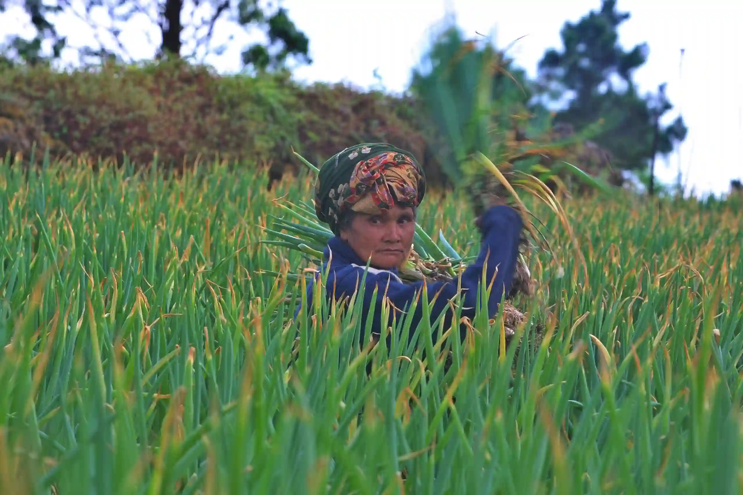 Negara Abai Saat Harga Gabah Turun di Bawah HPP