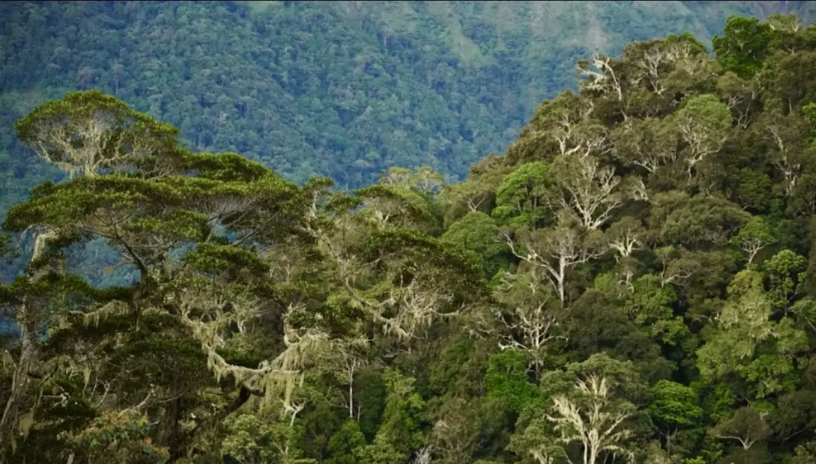 Perdagangan Karbon Indonesia Januari 2026 Turun, Nilai Transaksi Rp4,7 Miliar