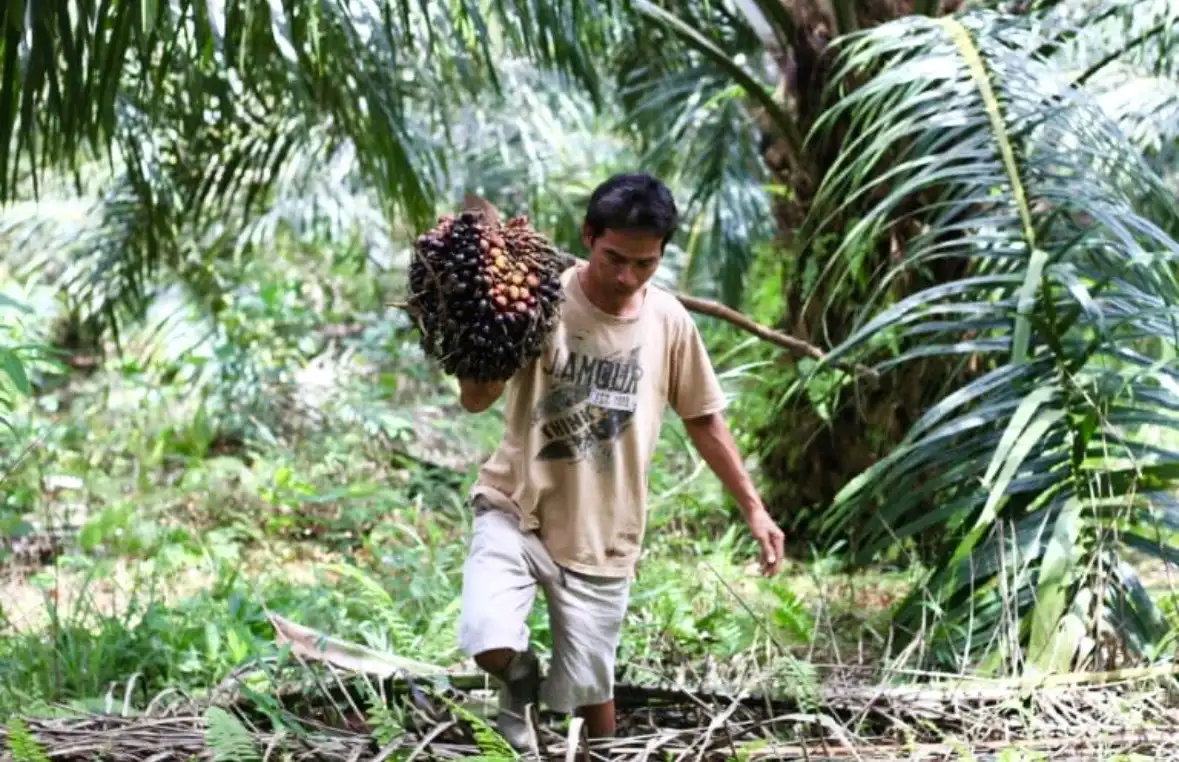 Ambisi B50 Ancam Tambah 4,7 Juta Hektare Sawit, Skema Berbasis Petani Lebih Menguntungkan