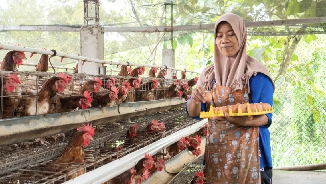 Impor Indukan dari AS Naik Efek ART, AYAM Siapkan Produksi untuk MBG hingga 2028