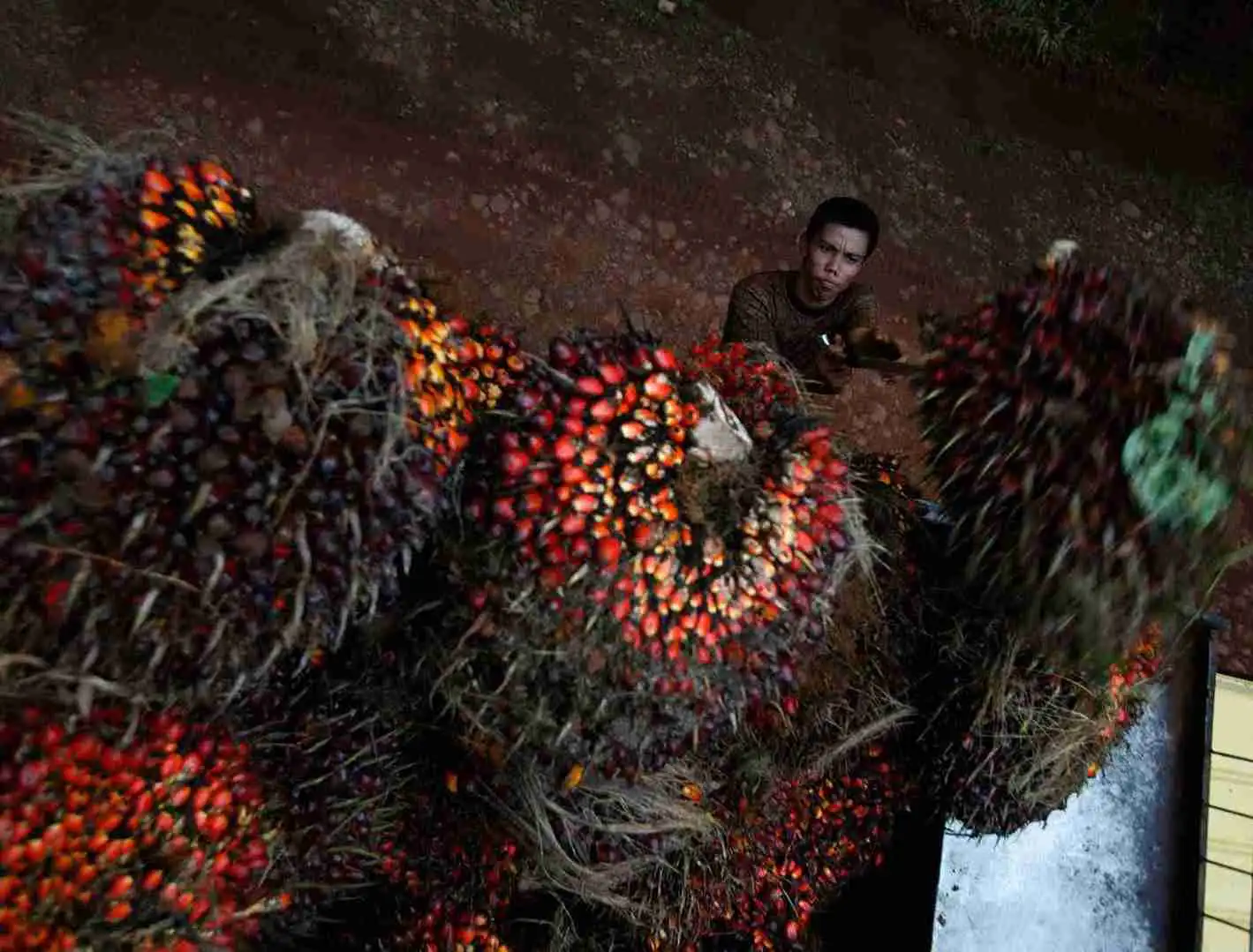 Pemerintah Kencangkan Penerapan ISPO untuk Sawit Nasional