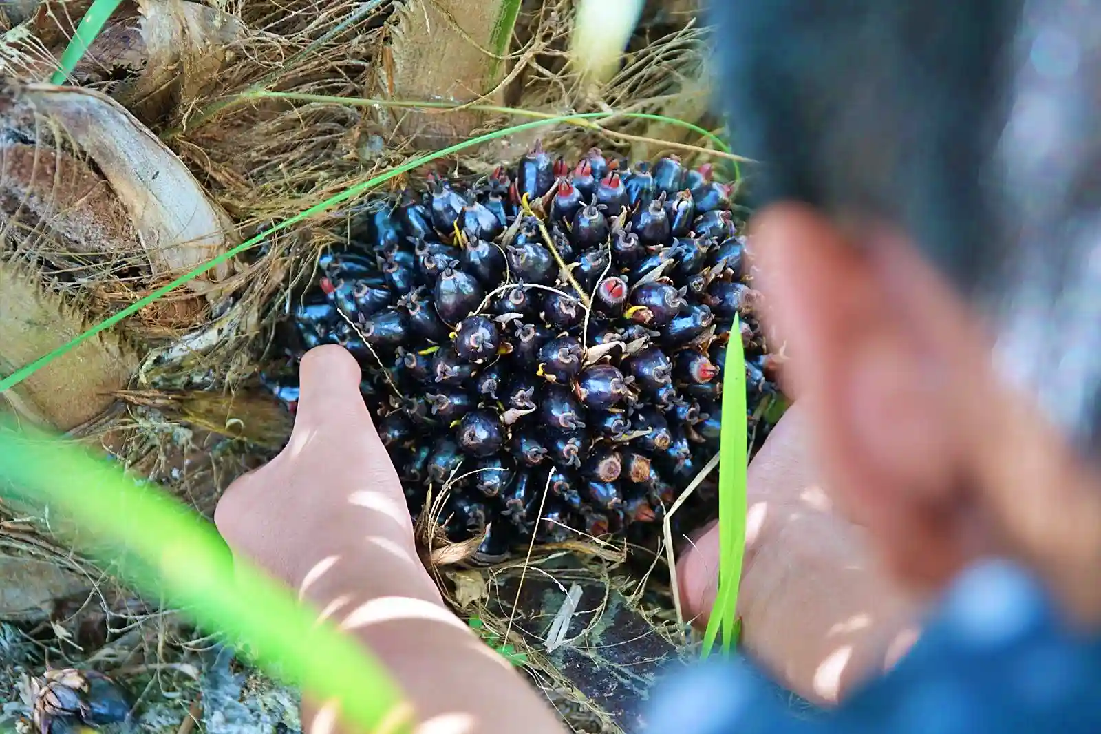 STAA Pecahkan Rekor Kinerja, Pendapatan Melonjak 50 Persen