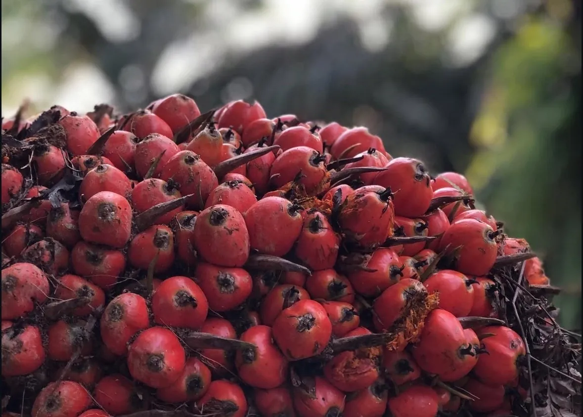 Saham Batu Bara dan CPO Dinilai Jadi Pilihan Investor Saat Harga Minyak Tinggi