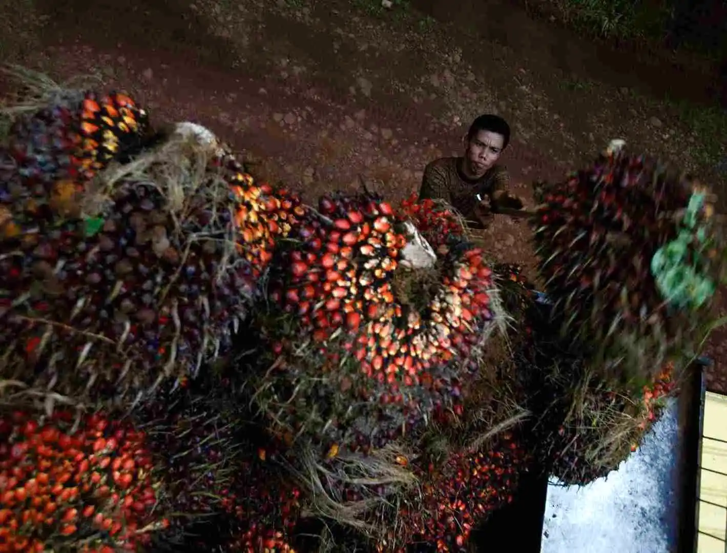 ISEAI Ungkap Paradoks Sawit: Harga Global Naik, tapi Menekan Daya Beli Warga