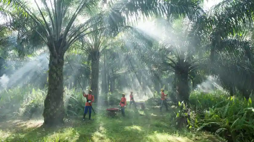 DSNG Mulai Menanjak, Tenaga Baru atau Sekadar Pantulan?