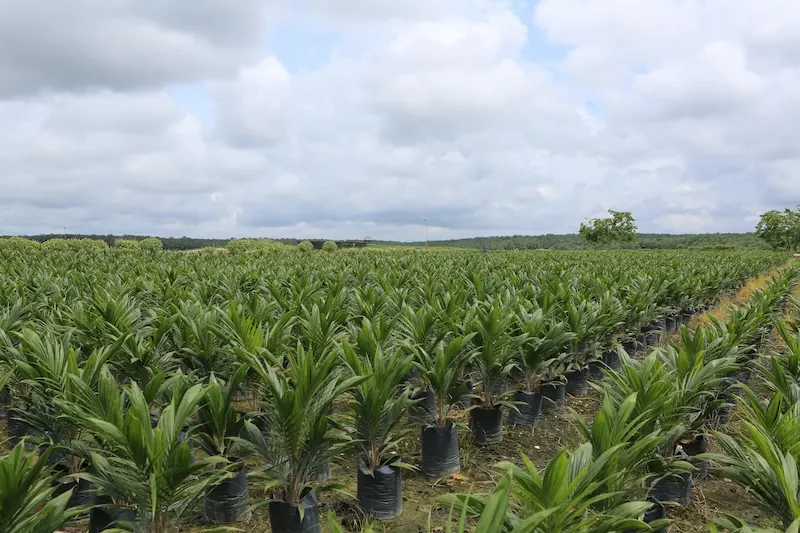 Laba DSNG Melonjak 60 Persen, Harga CPO Jadi Pendorong