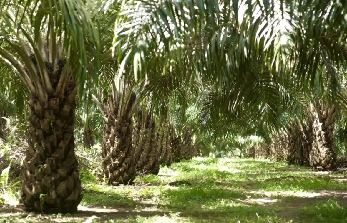 DSNG Catat Kinerja Solid 2025, Ditopang Sawit dan Diversifikasi Bisnis