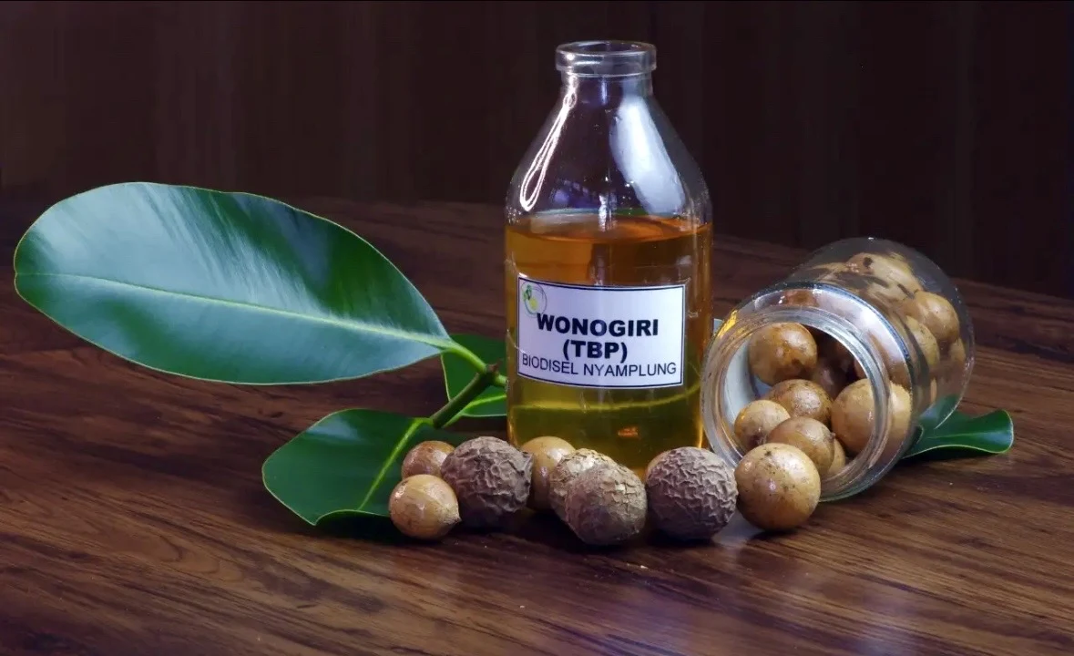 BRIN Kembangkan Biofuel Hutan, Nyamplung Digadang Jadi Jalan Keluar Impor BBM