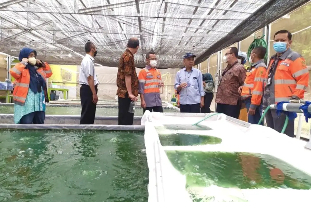 UGM Ungkap Potensi Mikroalga, Peluang Energi Hijau yang Belum Digarap Maksimal