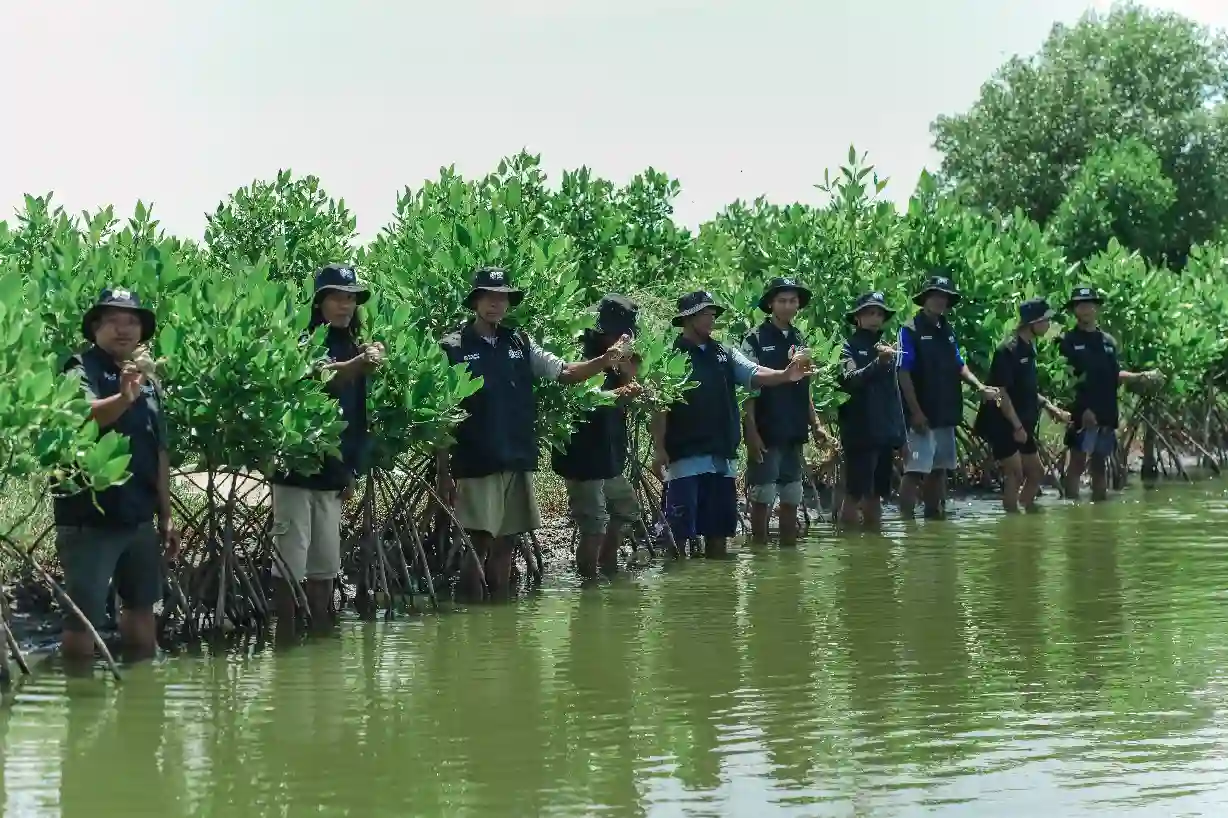 BRI Perkuat Ekosistem Pesisir Lewat Penanaman 500 Mangrove
