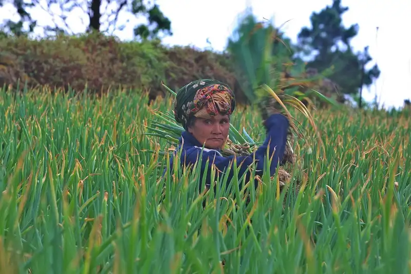 El Nino Datang Lagi, Pangan Asia Terancam di Tengah Perang dan Krisis Pupuk