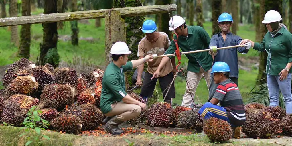 Saham CPO Jadi Incaran Saat IHSG Melemah, Harga Sawit Kian Panas