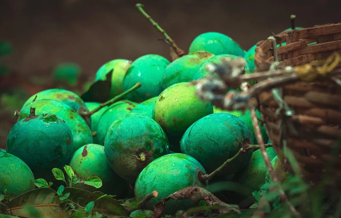 Investor Menanti Sinyal Baru BUAH, Dividen hingga Bisnis Protein Dibahas di RUPS