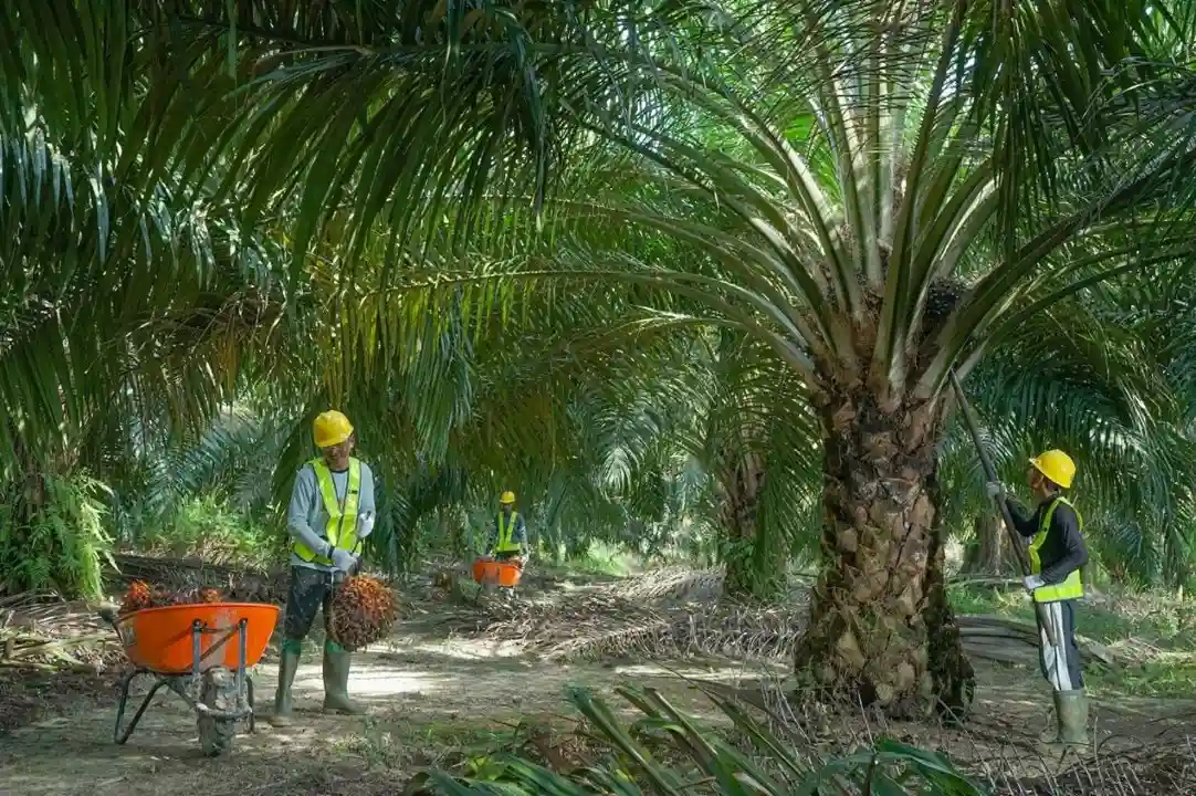 PT DSI bisa Putus Mata Rantai Tengkulak Sawit, ISEAI Sebut Petani Bakal Diuntungkan